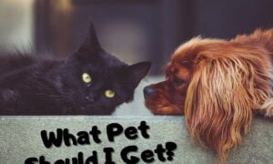 What Pet Should I Get Quiz