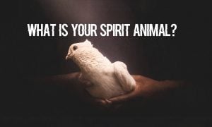 spirit animal quiz
