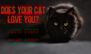 does my cat love me quiz