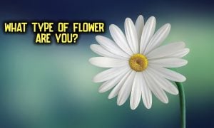 what flower am I quiz