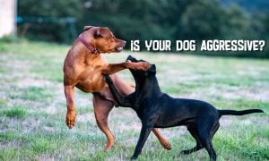 is my dog aggressive quiz