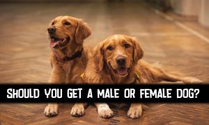 should I get a male or female dog quiz