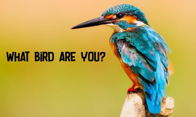 QUIZ: What Bird Am I? Match One to Your Personality
