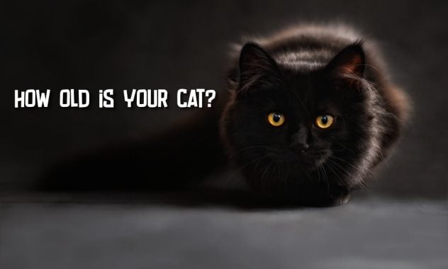 How Old Is My Cat? Quiz