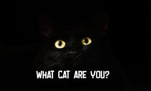 what cat am I quiz
