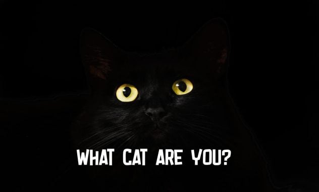What Cat Am I? Quiz – 100% Accurate Results