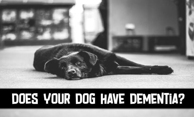 QUIZ: Does My Dog Have Dementia?