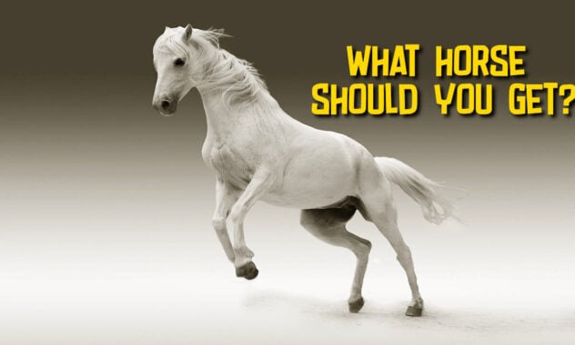 QUIZ: What Horse Should I Get?