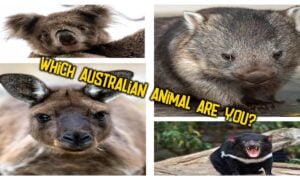 which australian animal are you