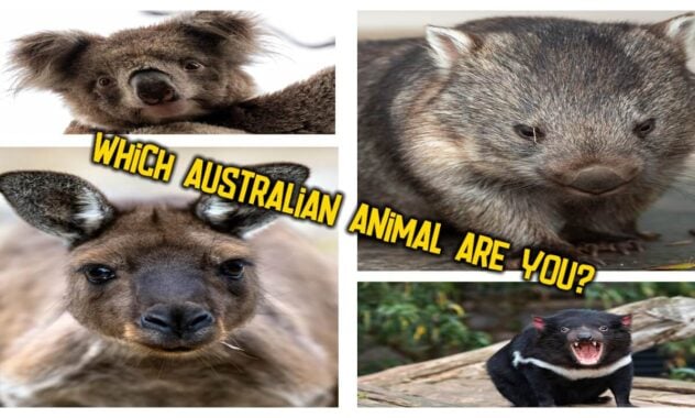 Which Australian Animal Are You?