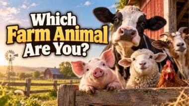 Which Farm Animal Are You?