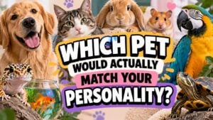 Which Pet Would Actually Match Your Personality?
