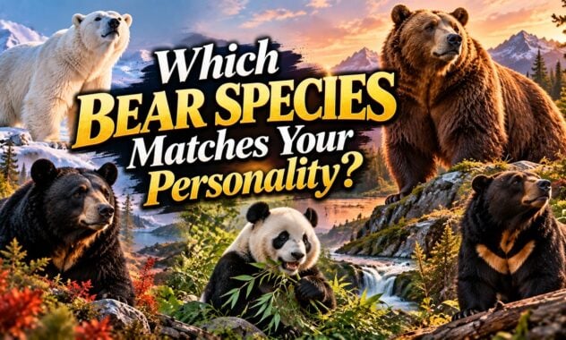 Which Bear Species Matches Your Personality?
