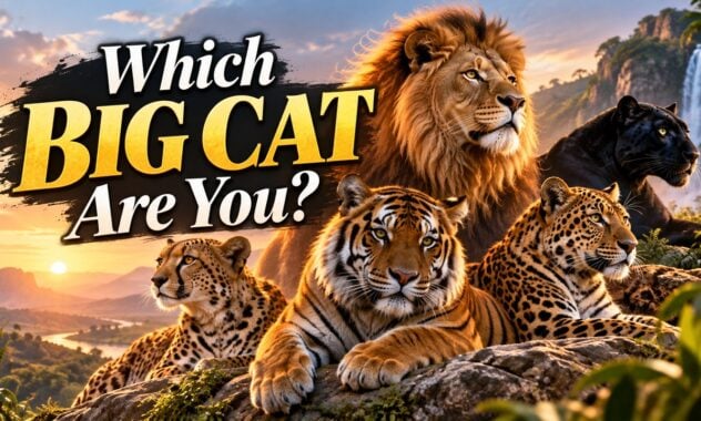 Which Big Cat Are You?